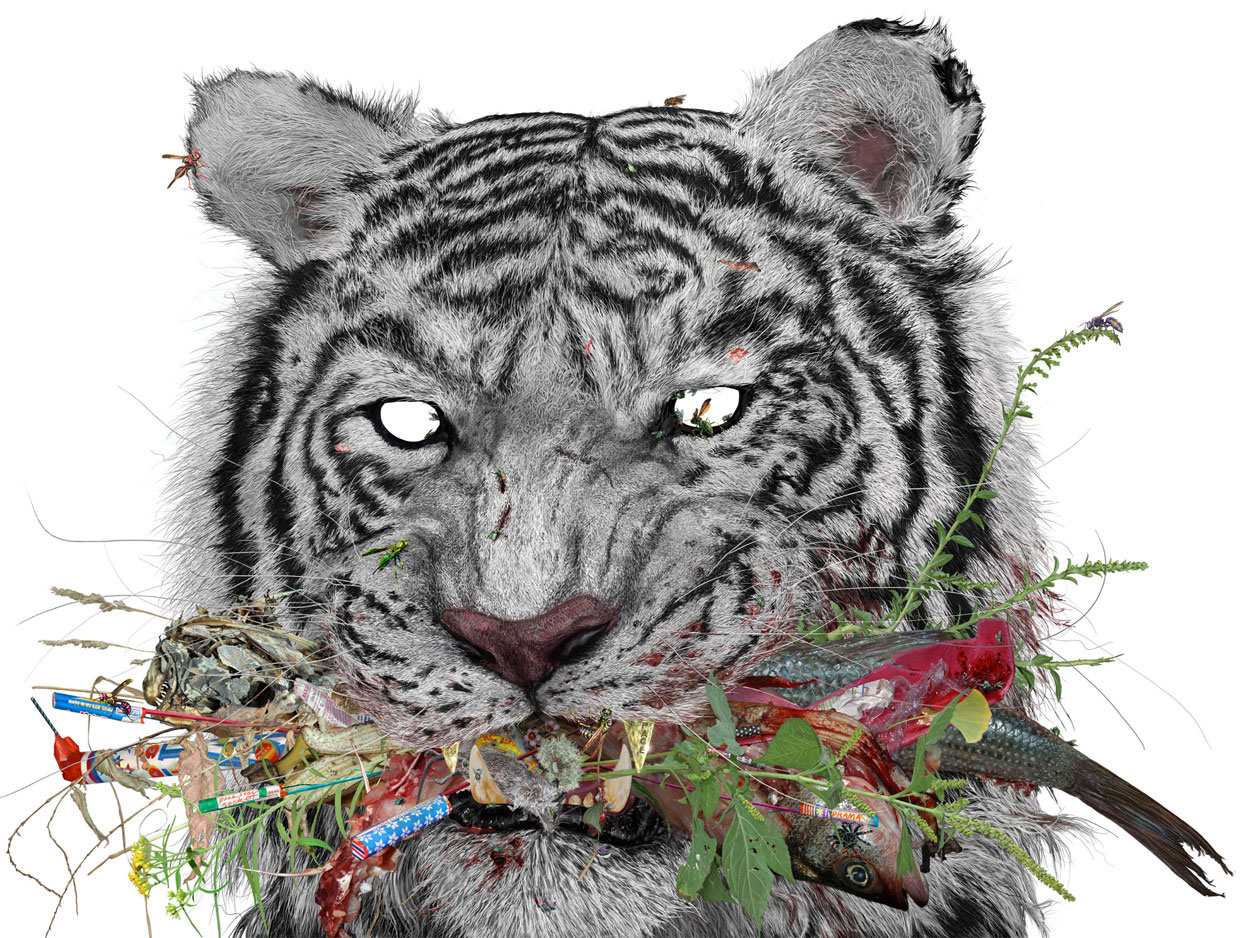 white tiger